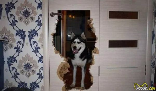 狗狗最早的祖先不是狼,养之前先搞清楚4点