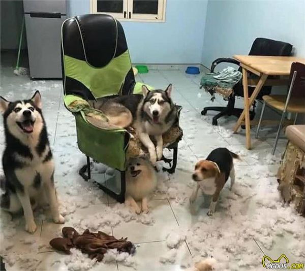 狗狗最早的祖先不是狼,养之前先搞清楚4点