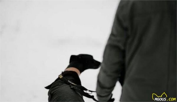 狗狗最早的祖先不是狼,养之前先搞清楚4点