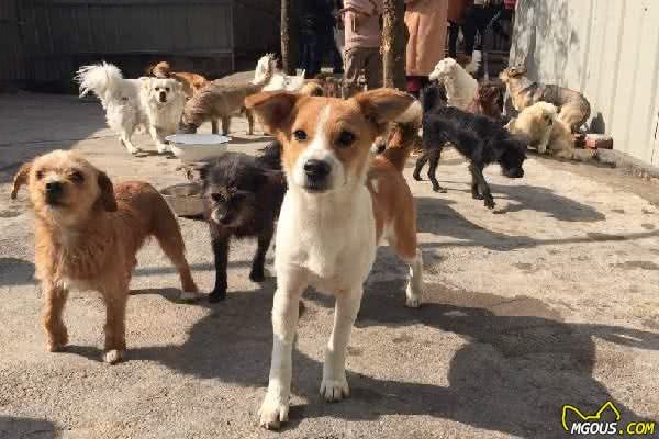 狗狗最早的祖先不是狼,养之前先搞清楚4点