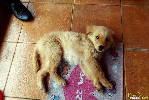 狗狗最早的祖先不是狼,养之前先搞清楚4点