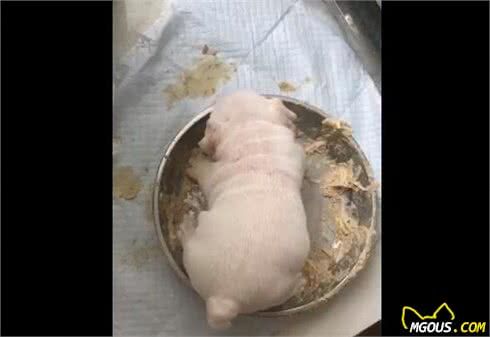 狗狗最早的祖先不是狼,养之前先搞清楚4点