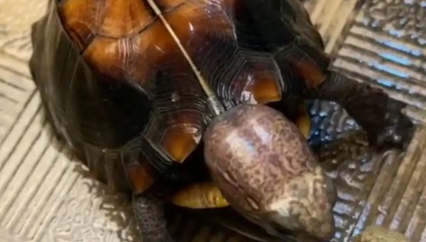 锯缘龟蒙眼病实用治疗指南:对症处理+护理要点