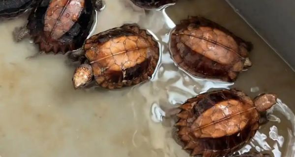 锯缘龟蒙眼病实用治疗指南:对症处理+护理要点