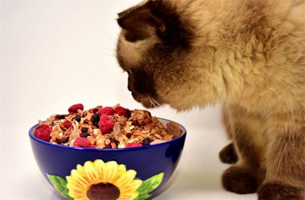 入门级自制猫饭食谱 长期吃健康吗