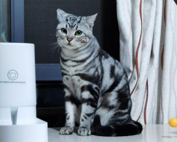 给主子吃的营养猫饭的做法