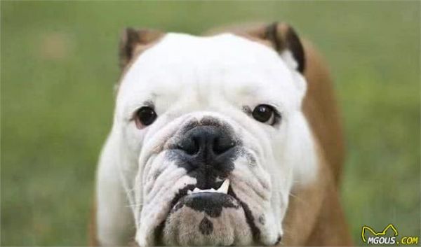 狗狗的牙齿也要保护，除了每天刷牙，主人还能够选择这4种方法