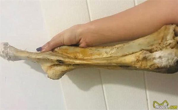 辟谣,天然咀嚼物能为爱犬清洁牙齿?看似方便,背后却有窒息风险