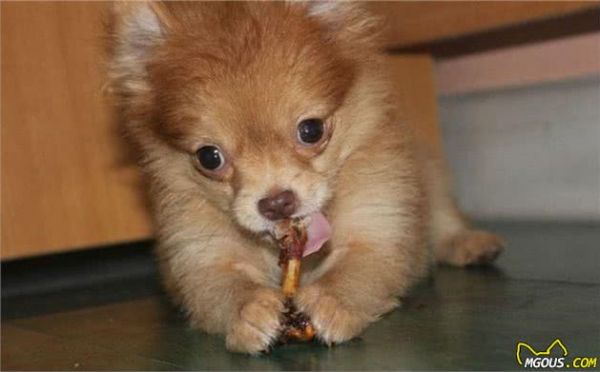 辟谣，天然咀嚼物能为爱犬清洁牙齿？看似方便，背后却有窒息风险