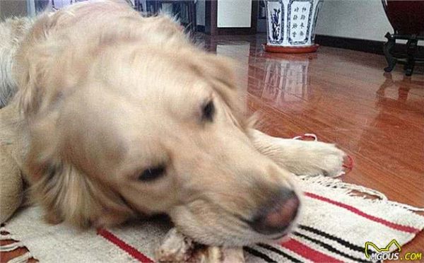 辟谣,天然咀嚼物能为爱犬清洁牙齿?看似方便,背后却有窒息风险