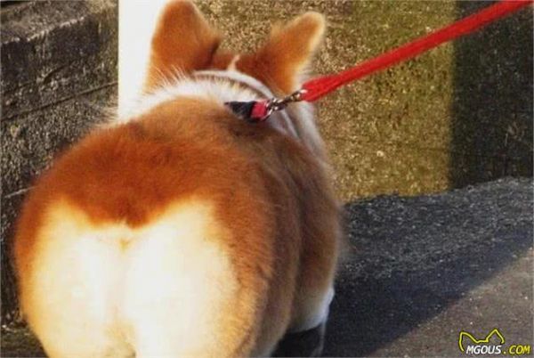 辟谣,天然咀嚼物能为爱犬清洁牙齿?看似方便,背后却有窒息风险