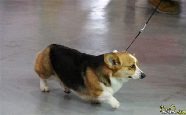 辟谣,天然咀嚼物能为爱犬清洁牙齿?看似方便,背后却有窒息风险