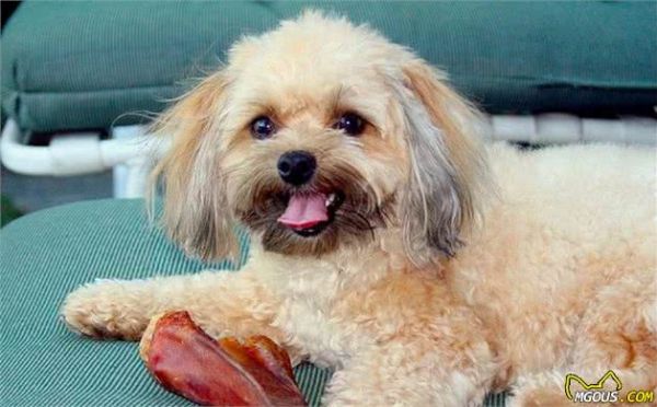 辟谣,天然咀嚼物能为爱犬清洁牙齿?看似方便,背后却有窒息风险