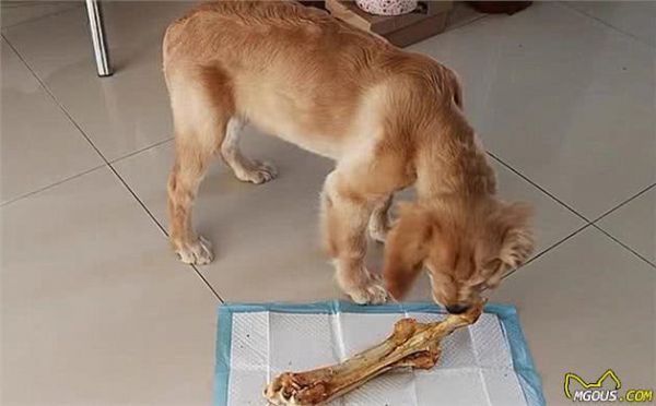 辟谣,天然咀嚼物能为爱犬清洁牙齿?看似方便,背后却有窒息风险