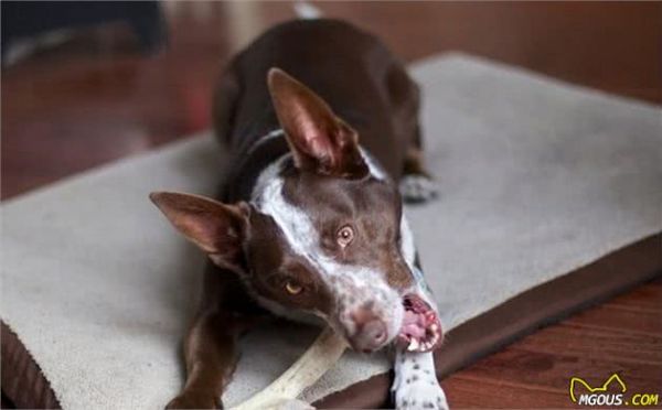 辟谣,天然咀嚼物能为爱犬清洁牙齿?看似方便,背后却有窒息风险