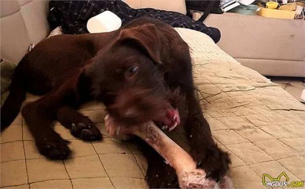 辟谣,天然咀嚼物能为爱犬清洁牙齿?看似方便,背后却有窒息风险