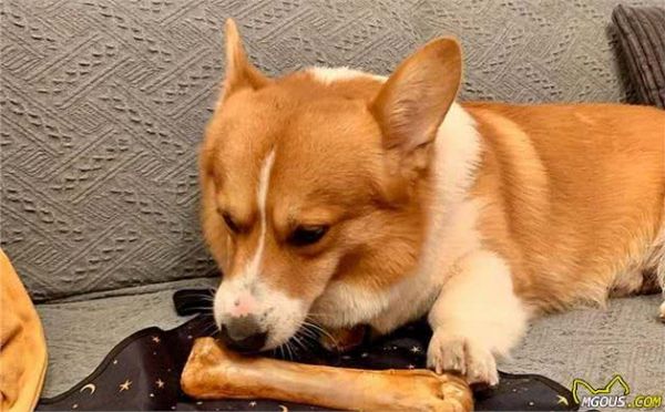 辟谣,天然咀嚼物能为爱犬清洁牙齿?看似方便,背后却有窒息风险