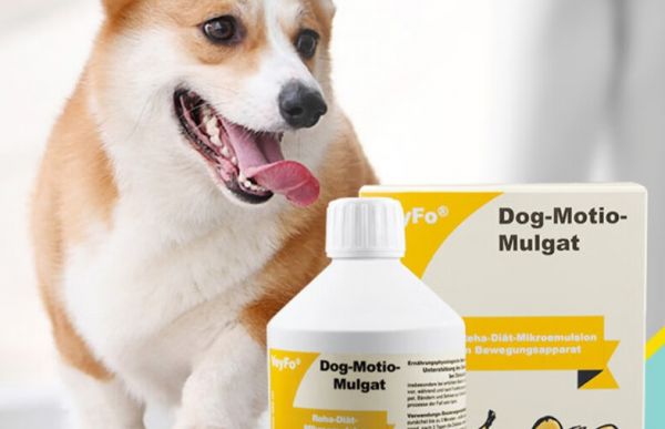 狗狗关节受损用什么药?维氏veyx关节强微乳剂,还原狗狗运动天性