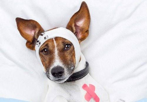 狗狗受伤后为何不吃东西了？