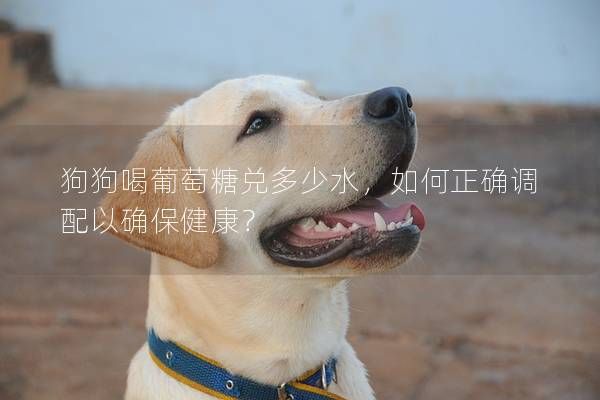 狗狗喝葡萄糖兑多少水，如何正确调配以确保健康？