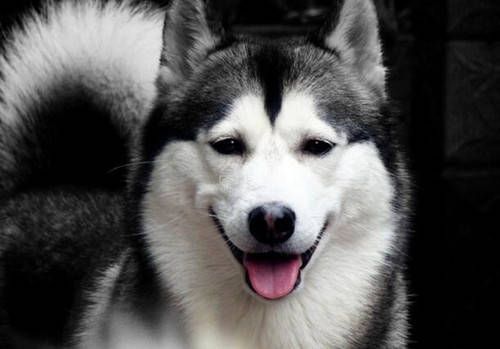 狗狗B族缺乏？补充B族维生素，营养均衡是关键！