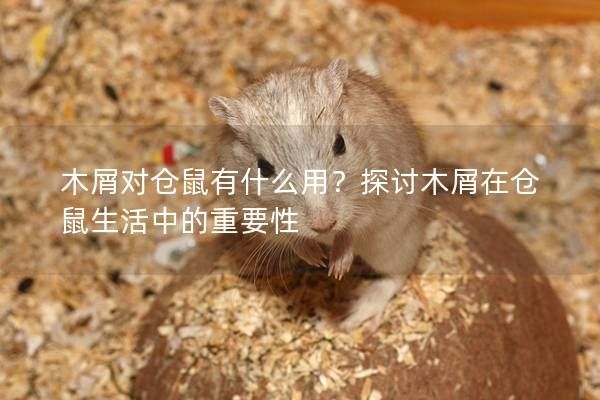 木屑对仓鼠有什么用?探讨木屑在仓鼠生活中的重要性
