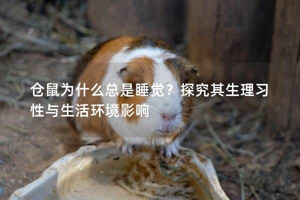 仓鼠为什么总是睡觉?探究其生理习性与生活环境影响
