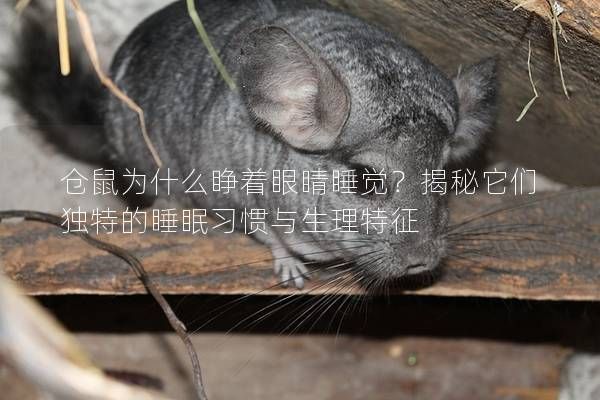 仓鼠为什么睁着眼睛睡觉?揭秘它们独特的睡眠习惯与生理特征