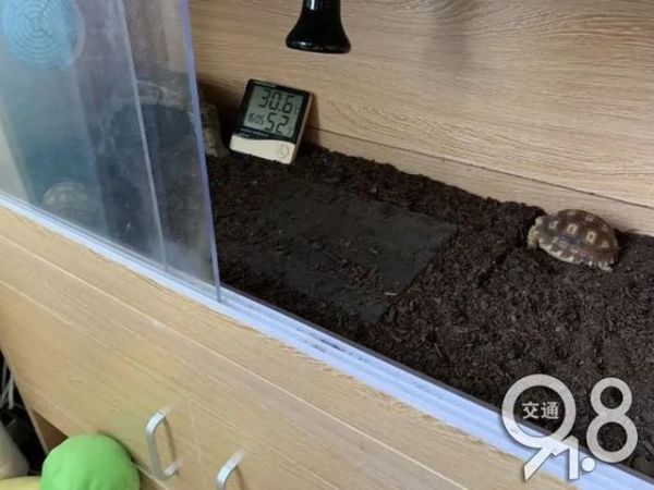 杭州小伙买卖自家的“龟儿子”被判刑