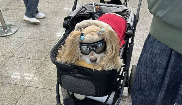 抢在蓝海变红海前，抓住这个45亿宠物取暖赛道｜跨境电商