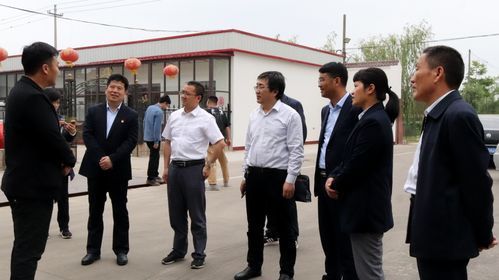 宠物呕吐处理及用药指南