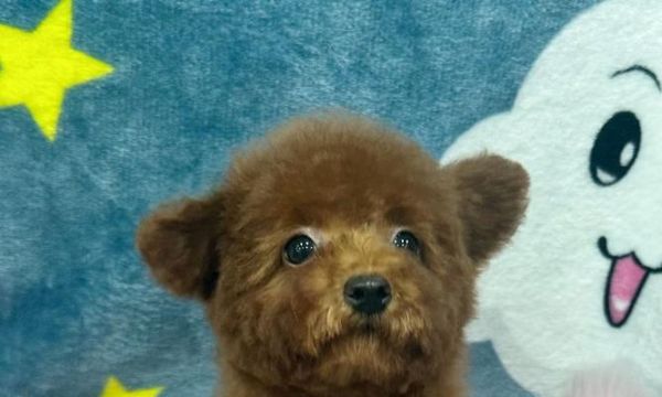 贵宾犬呕吐应急处理方法（宠物主人必知！贵宾犬呕吐怎么办？）