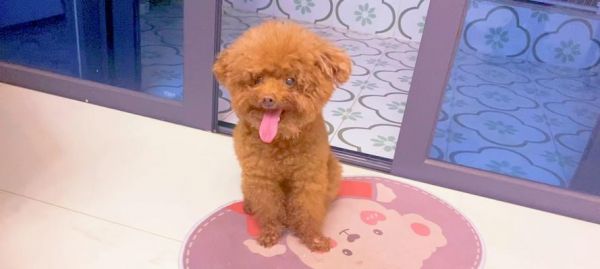 贵宾犬呕吐应急处理方法（宠物主人必知！贵宾犬呕吐怎么办？）