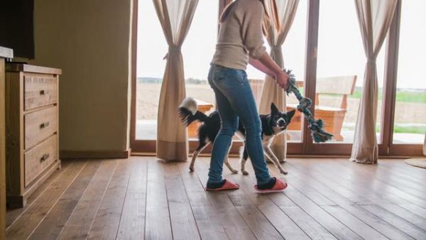 下雨天没法遛狗？这7个室内游戏，比散步还消耗狗狗的精力