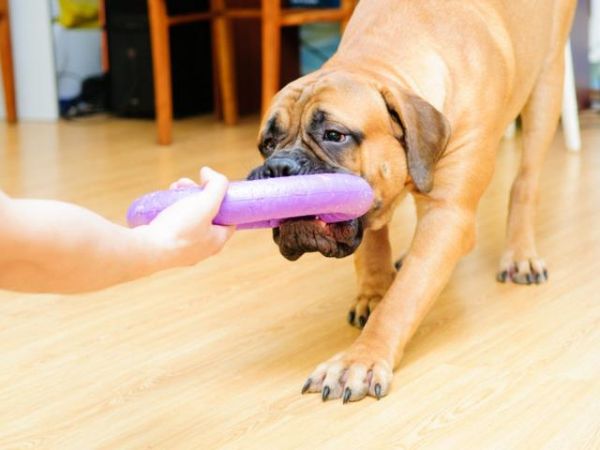 下雨天没法遛狗？这7个室内游戏，比散步还消耗狗狗的精力