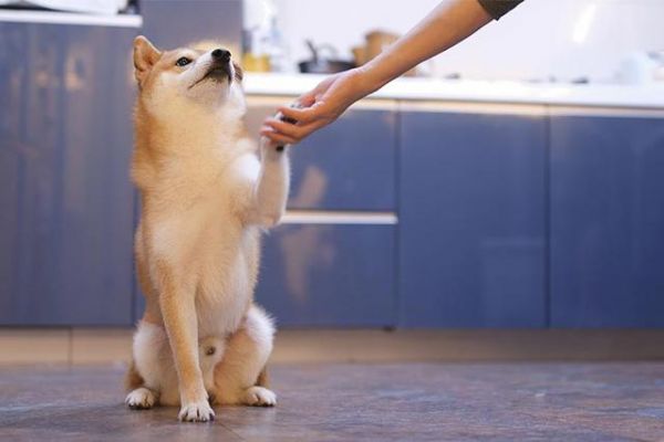 下雨天没法遛狗？这7个室内游戏，比散步还消耗狗狗的精力