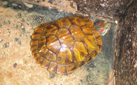 养龟多久换一次水比较好？乌龟换水的重要性与注意事项