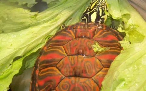 新手养龟需要注意什么（来自前辈们养龟买龟的建议和忠告）