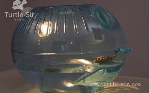 养龟为什么不能用圆缸？这么养完全是“虐龟”！