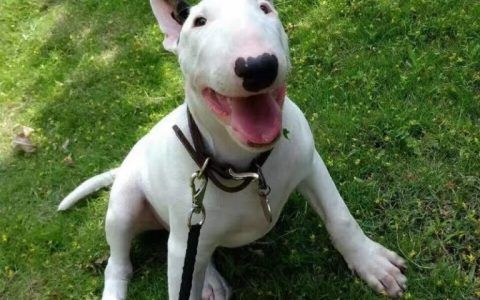 战斗力强还忠心的狗（盘点 10 种听话但凶猛的狗品种）