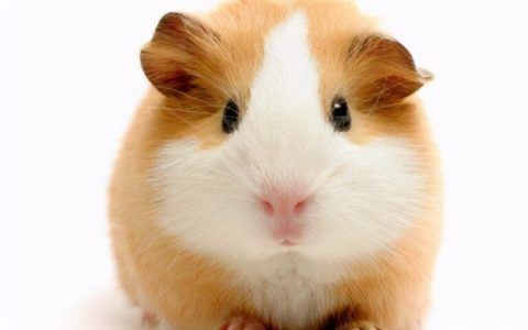 养荷兰猪和仓鼠哪个好（荷兰猪和仓鼠的区别盘点）