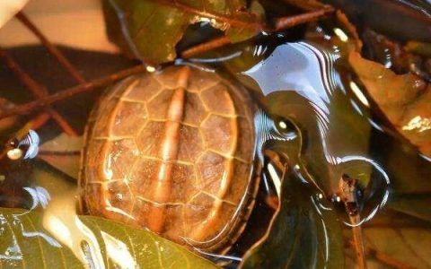 龙眼叶对养龟真的有帮助吗？是不是智商税