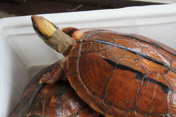 养金钱龟投资多少？