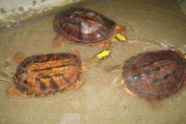 养金钱龟投资多少？