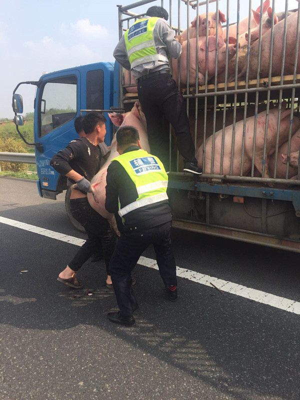一头猪高速路上闲逛吓坏过路司机,原来是运输车上"越狱"的