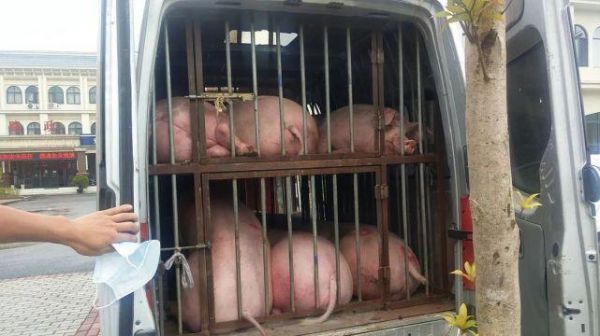 什么情况面包车里竟坐12头猪知危险会避险