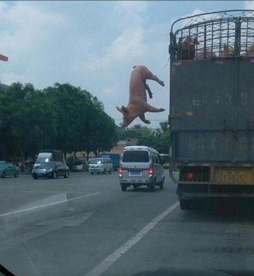 日前有人拍到一只胖猪在被运输过程中跳车逃跑,且安全着陆的照片!