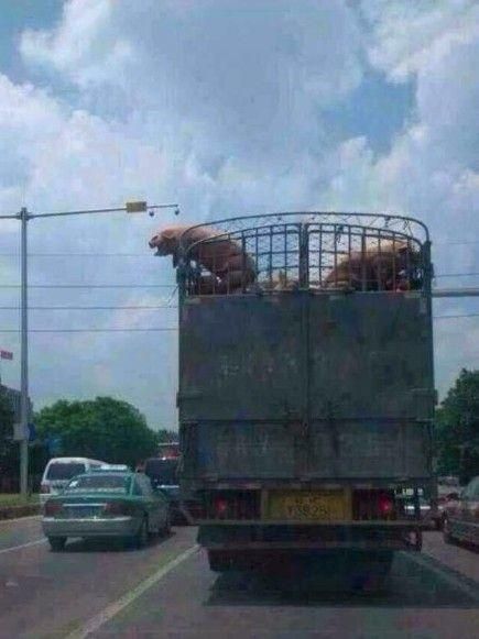 胖猪跳车逃跑 网友称"二师兄"成功越狱(图)