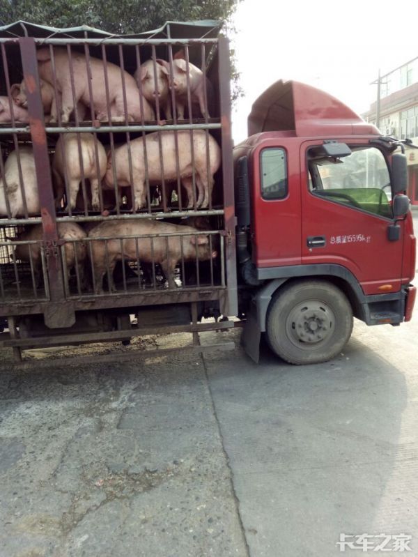 请教一下装猪的货车司机