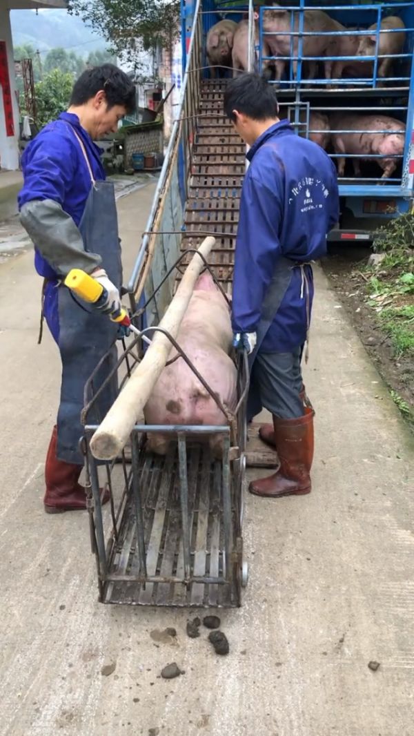 把猪赶上车,你们有看过吗?